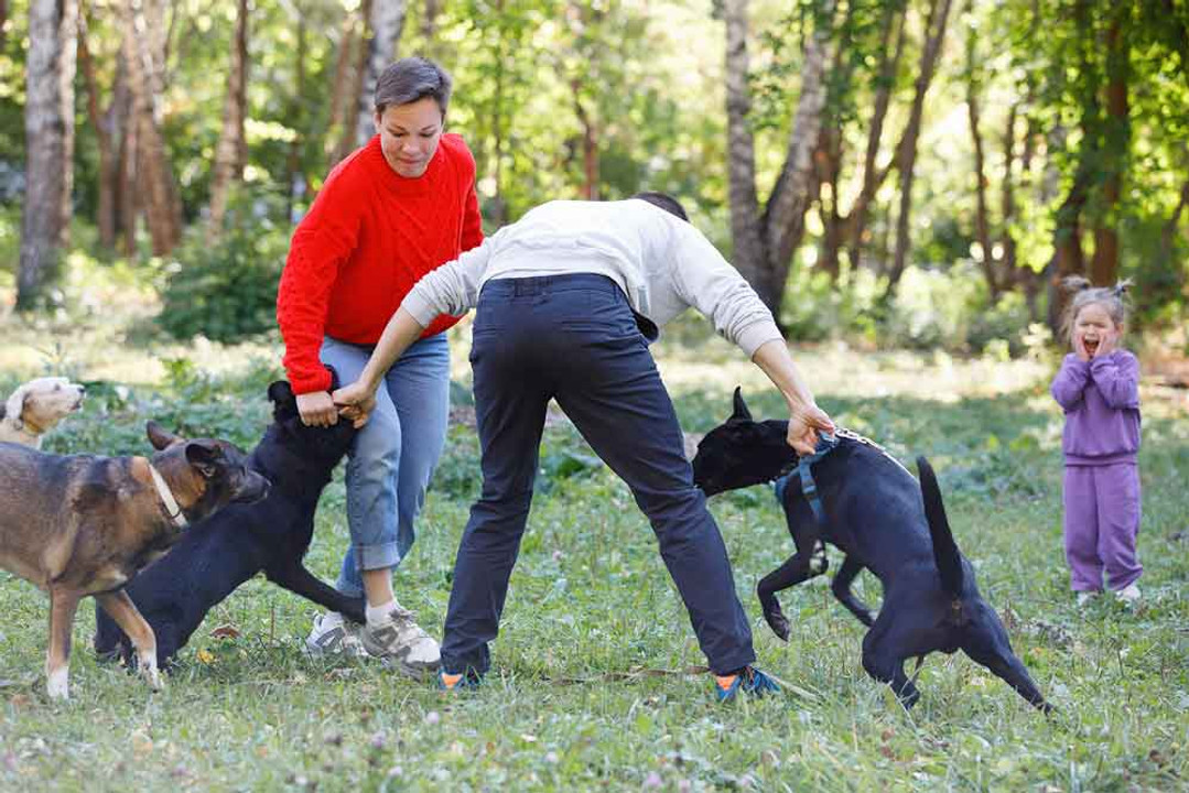 How to Break Up A Dog Fight the Right Way How to Break Up A Dog Fight the Right Way