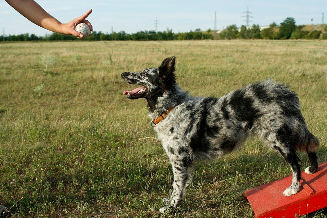 How to Choose the Right Dog Trainer