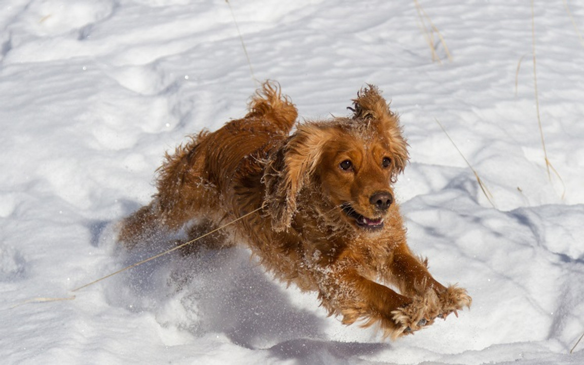 How to Exercise Your Dog in the Winter How to Exercise Your Dog in the Winter
