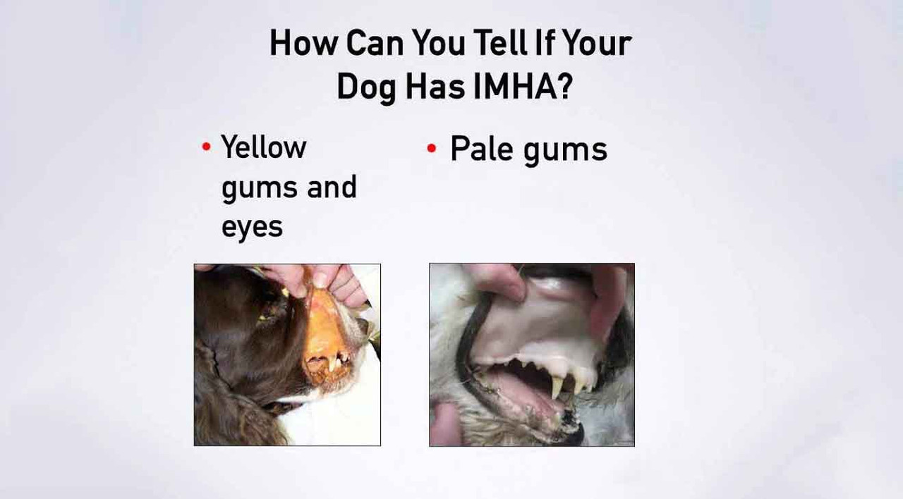 What is IMHA and What are the Symptoms? What is IMHA and What are the Symptoms?