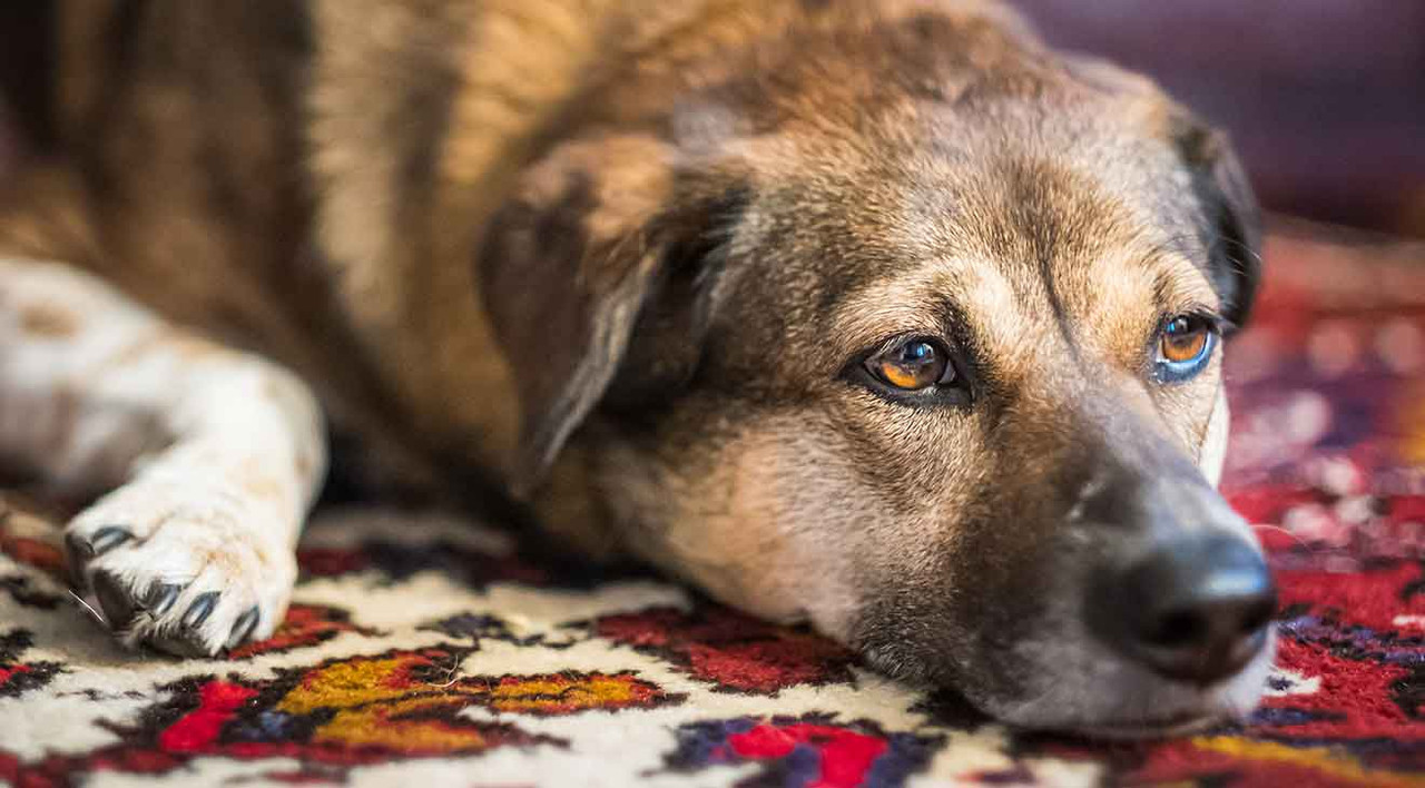 Discount what is a mutt dog Best Sale