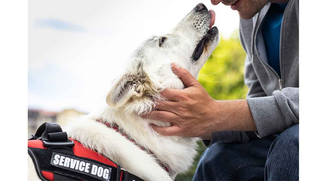 Different Types of Service Dogs and Their Jobs Different Types of Service Dogs and Their Jobs