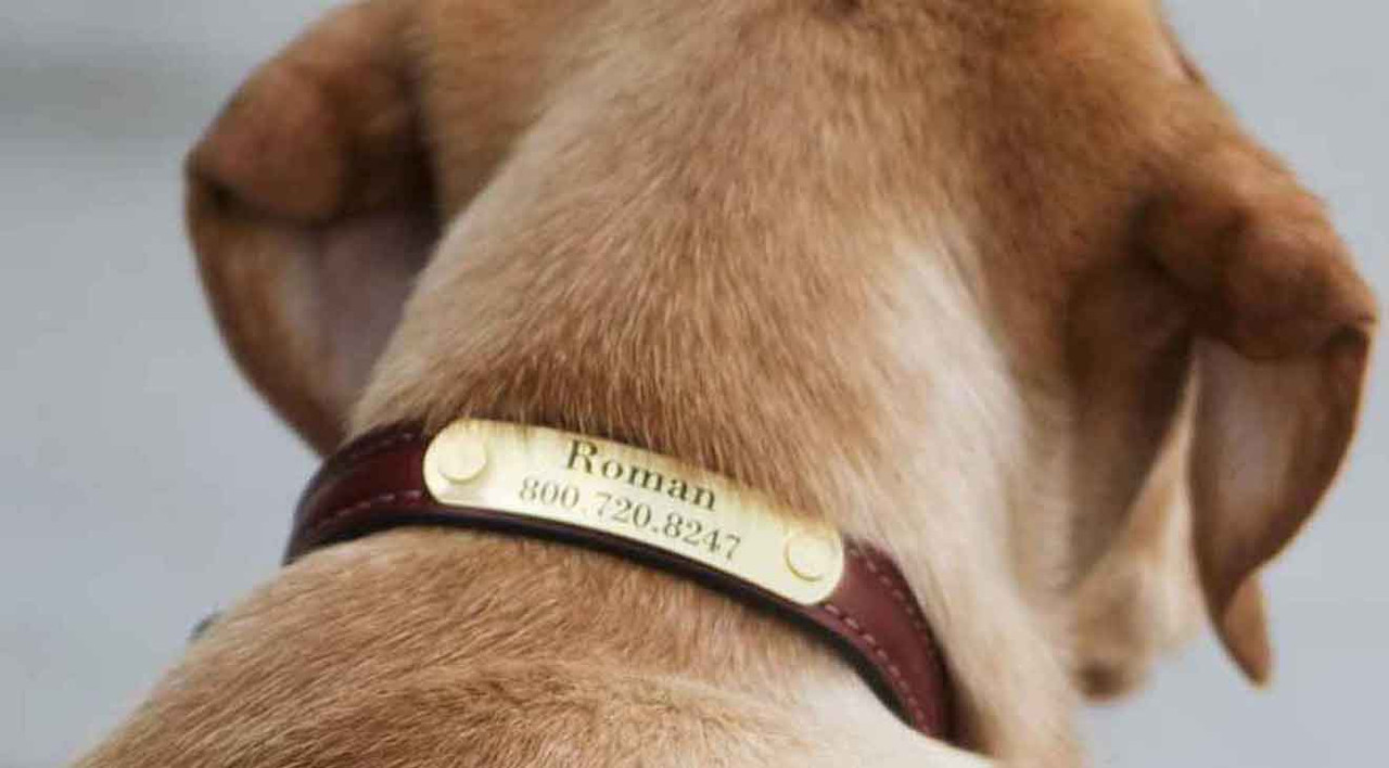 No More Jingling Tags - Silent Dog ID Tag Options No More Jingling Tags - Silent Dog ID Tag Options
