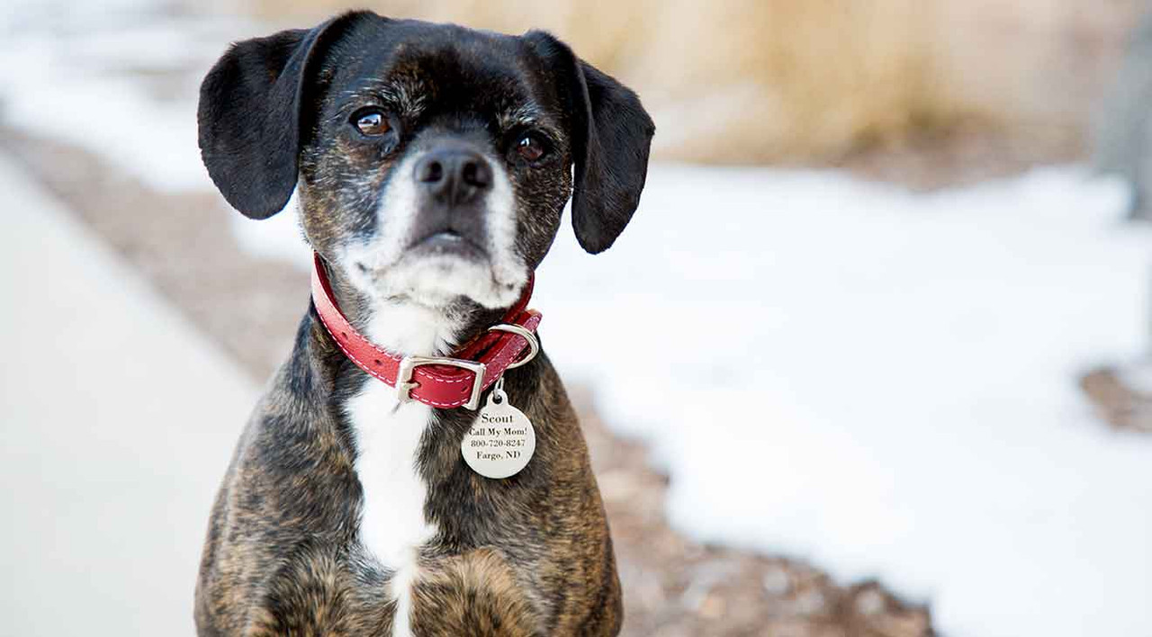 How ID Tags Can Save Your Dog's Life How ID Tags Can Save Your Dog's Life