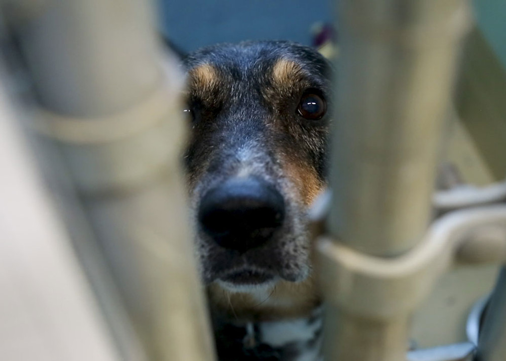 The Power of Pawing It Forward with dogIDs The Power of Pawing It Forward with dogIDs