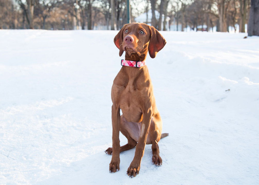 What Should You Do If You Find a Dog in the Cold? What Should You Do If You Find a Dog in the Cold?