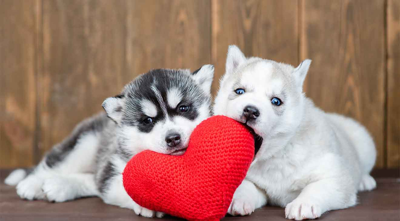 4 Ways You Can Treat Your Dog This Valentine's Day 4 Ways You Can Treat Your Dog This Valentine's Day