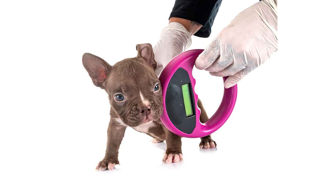 Should I Really Microchip my Dog? Should I Really Microchip my Dog?