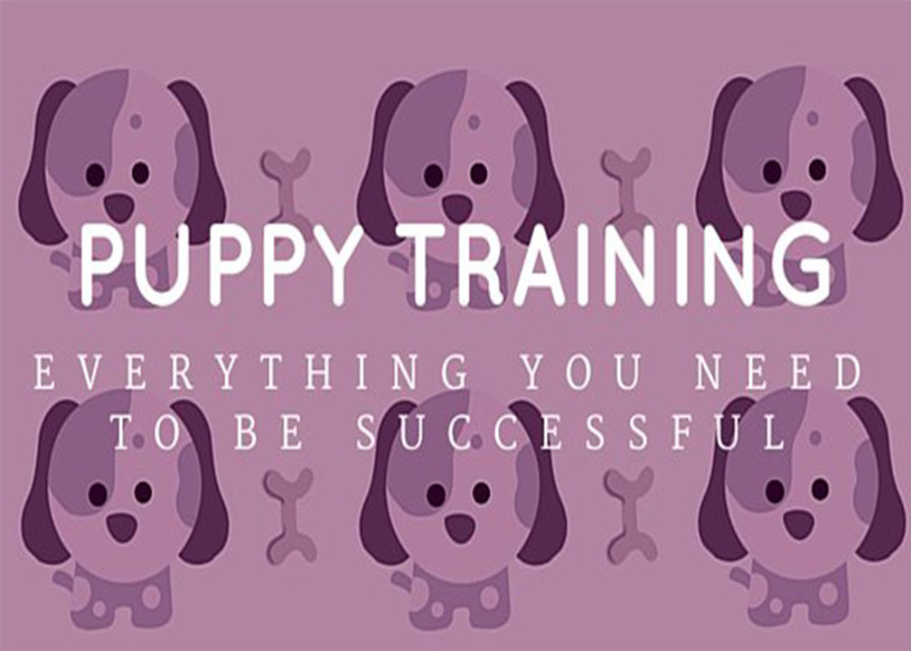 Puppy Training: Tips & Advice to Be Successful Puppy Training: Tips & Advice to Be Successful