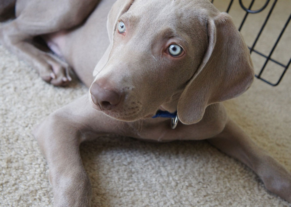 How to Handle Separation Anxiety in Dogs How to Handle Separation Anxiety in Dogs