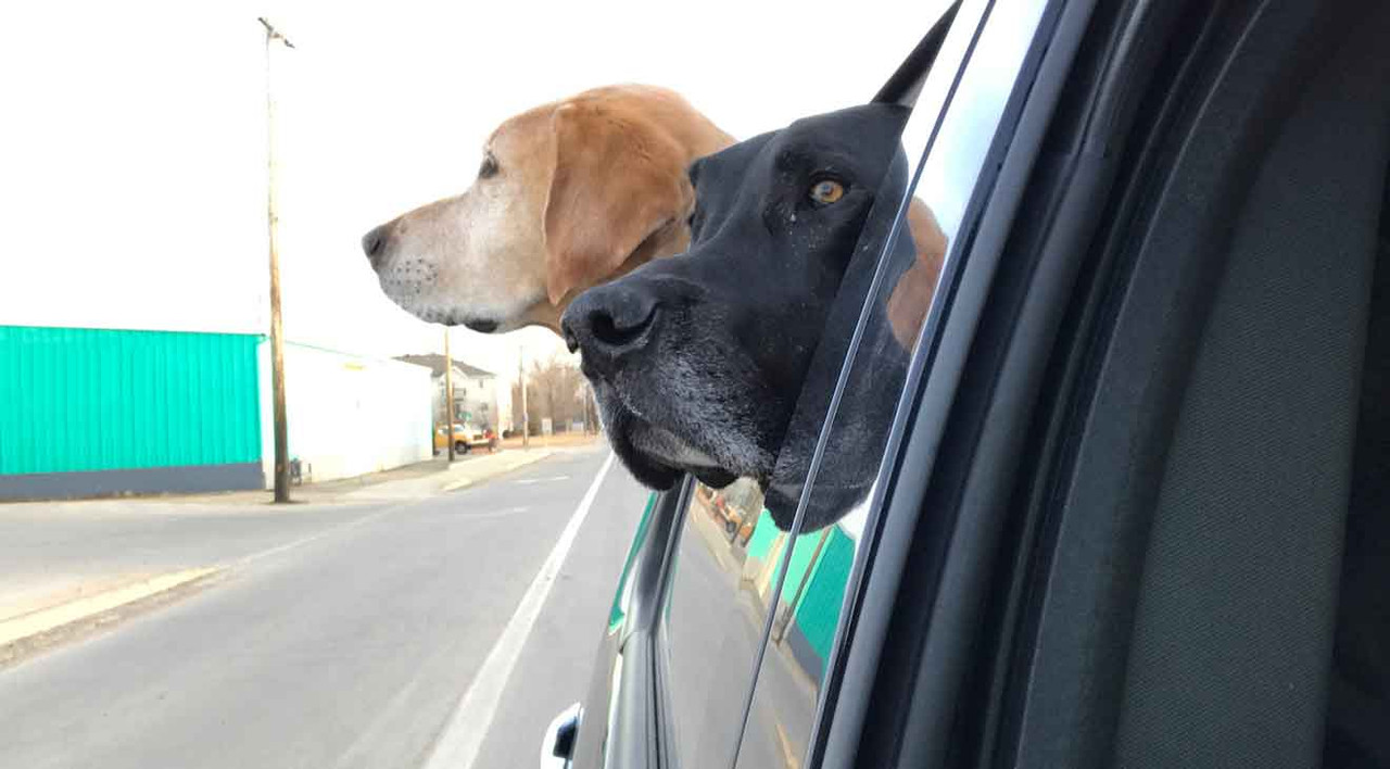 Guide to Traveling with Your Dog: 4 Essential Tips for a Safe and Enjoyable Journey Guide to Traveling with Your Dog: 4 Essential Tips for a Safe and Enjoyable Journey