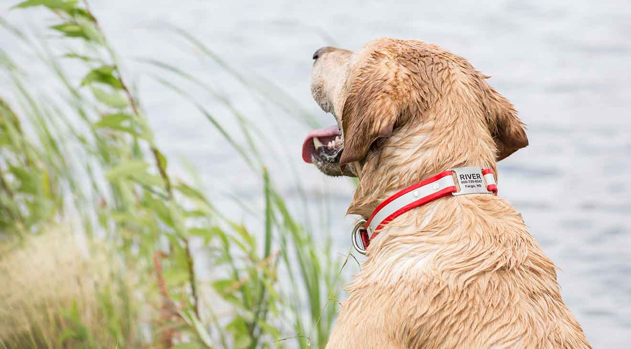 Personalized Reflective ScruffTag Dog Collars Personalized Reflective ScruffTag Dog Collars