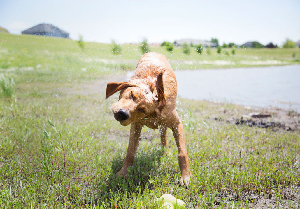 Which Rivets are Best for My Dog Collar? Which Rivets are Best for My Dog Collar?