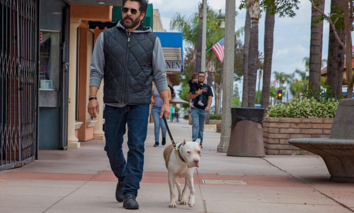What Is a Traffic Leash for Dogs? What Is a Traffic Leash for Dogs?