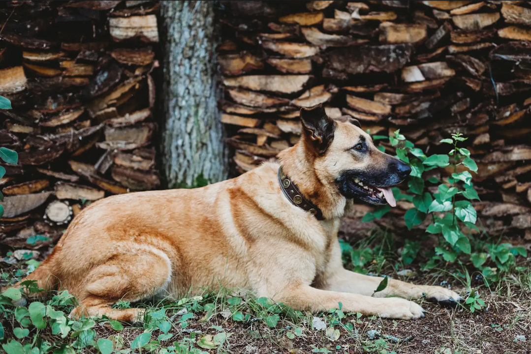 How to Pick the Best Dog Collars for Large Dogs? How to Pick the Best Dog Collars for Large Dogs?