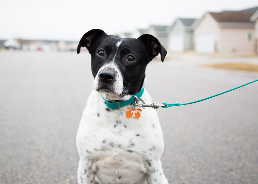 Show Team Spirit With Your Dog During March Madness Show Team Spirit With Your Dog During March Madness
