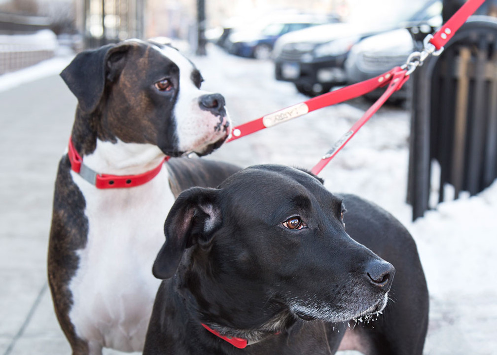 5 Pet Products You Never Knew You Needed 5 Pet Products You Never Knew You Needed