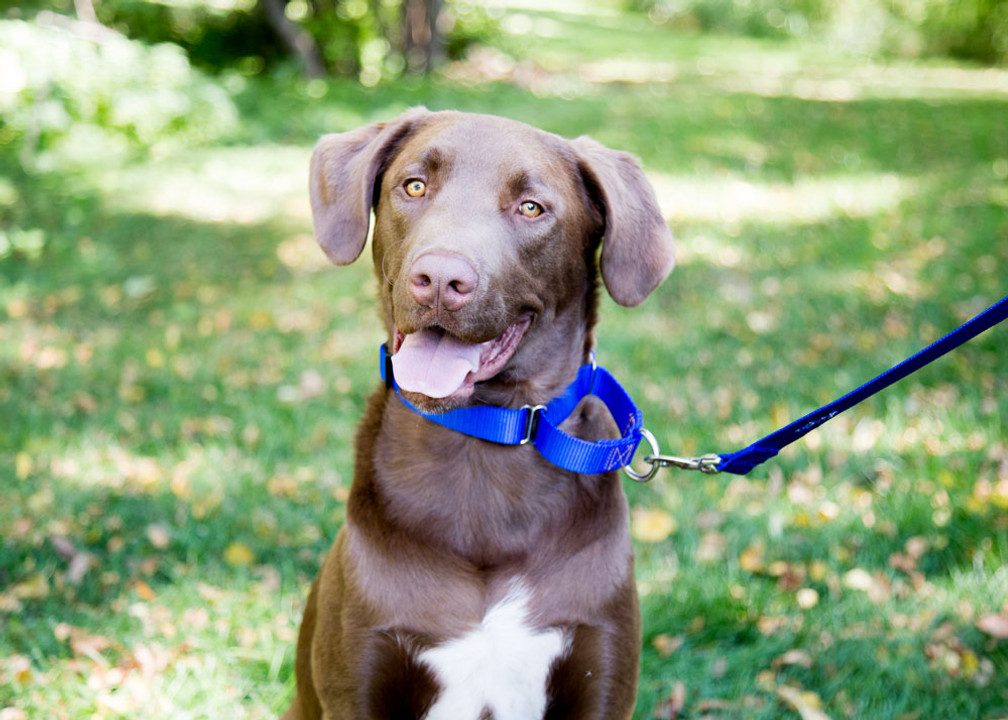 Martingale Dog Collars for Training Martingale Dog Collars for Training