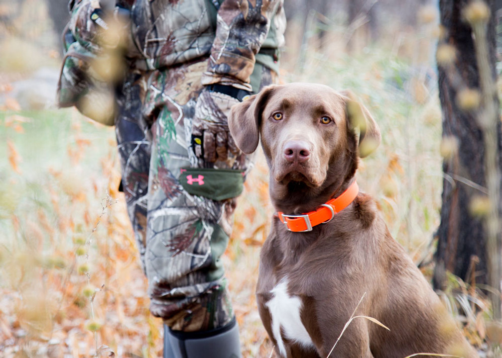 5 Safety Tips to Practice with Hunting Dogs 5 Safety Tips to Practice with Hunting Dogs