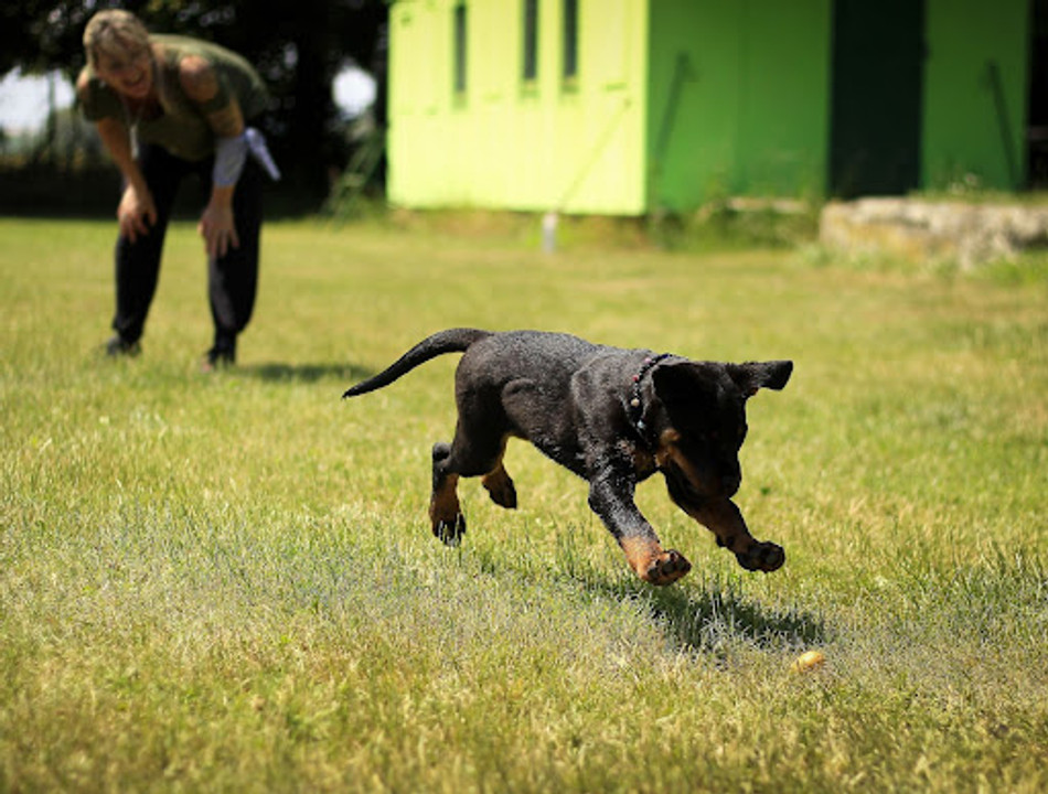 What to do with Your Dog When You Travel What to do with Your Dog When You Travel