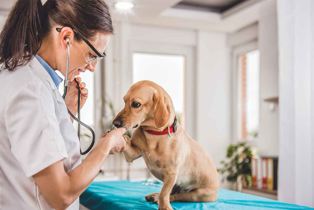 Training Tips That Will Make Your Vet Love Your Dog Training Tips That Will Make Your Vet Love Your Dog