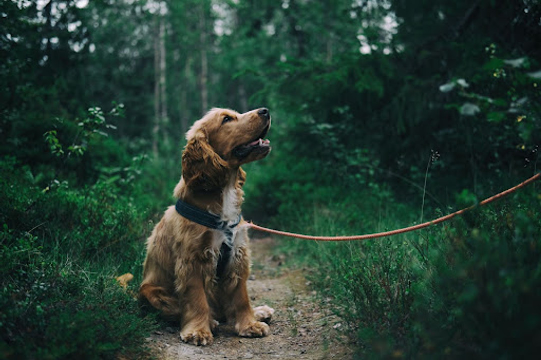Decompression Dog Walks and Scent Dog Walks Decompression Dog Walks and Scent Dog Walks