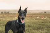 Choosing Dog Collars for Doberman Pinschers