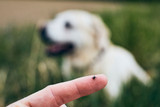Homemade Flea, Tick & Mosquito Repellent for Dogs: A Natural Recipe for Pet Parents