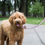 The Ultimate Training Tool: Why Your Dog Needs a Martingale Leash The Ultimate Training Tool: Why Your Dog Needs a Martingale Leash