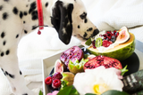 Can My Dog Eat This? A List of Human Foods Dogs Can and Can't Eat
