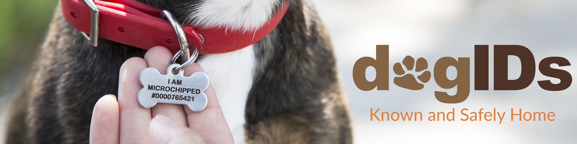 Personalized Dog Collars, Dog ID Tags & Pet Accessories