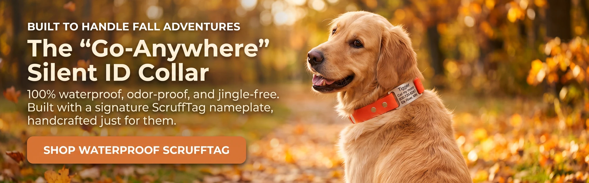 Golden Retriever wearing blaze orange Waterproof ScruffTag Collar sitting on trail in autumn
