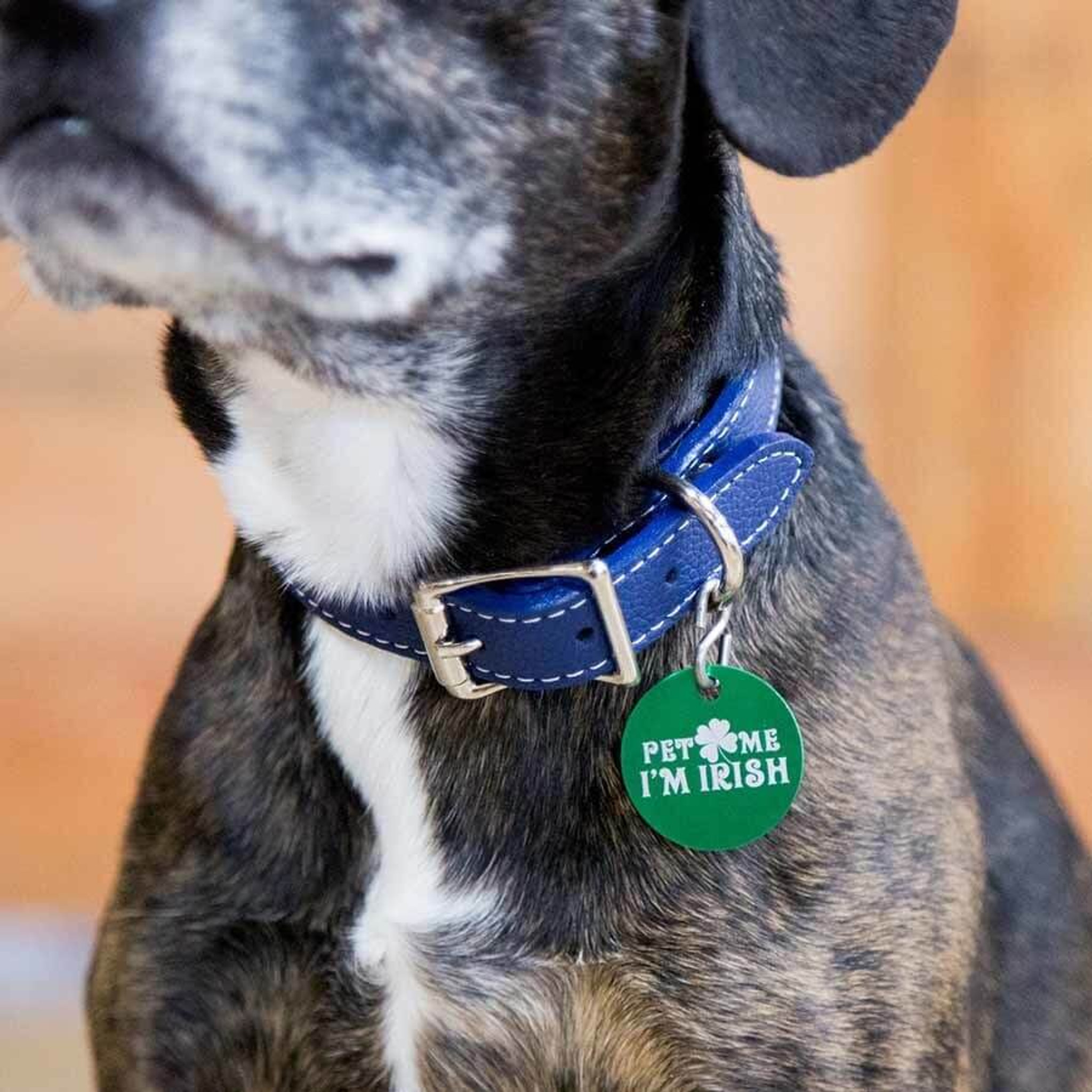 Horseshoe Dog Collar