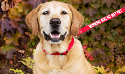 Our Spokesdog River's Favorite Dog Products