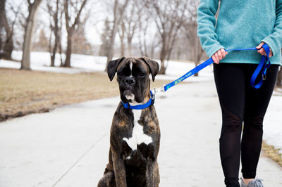 What Is the Best Dog Leash for Your Dog?