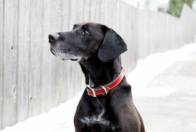 Nylon Collars or Leather Collars?