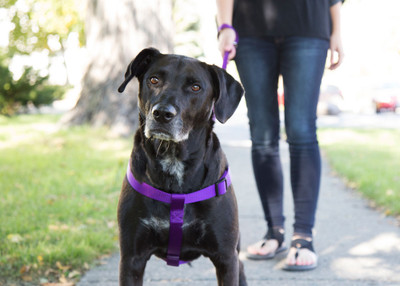 4 Reasons to Use a Harness to Walk Your Dog