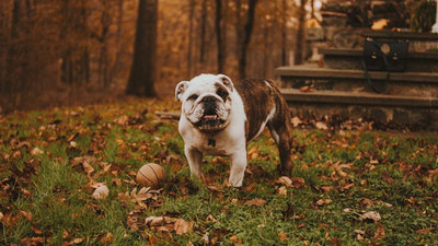 Can Dogs Eat Butternut Squash? Are There Benefits?