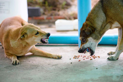 Preventing and Managing Dog Food Aggression