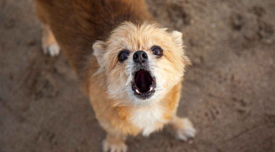 How to Stop a Dog From Barking in the Yard