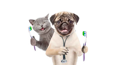 Dental Tips for Dogs and Cats - What to Know