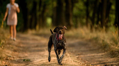 What to Do When an Off-Leash Dog Charges You