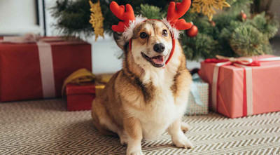 Bark the Halls: Gift Guide for Pups