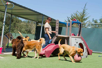 What to Know About Dog Daycare Best Practices