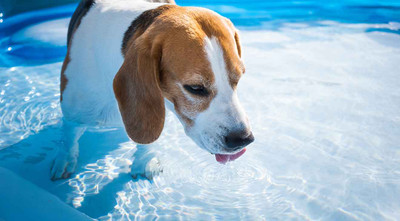 How to Exercise Your Dog When It’s Hot Outside