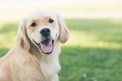 Is Feeding Dogs Coconut Oil Okay?