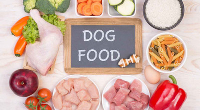 Can My Dog Eat That? Safe Foods for Dogs