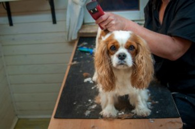 3 Spring Grooming Tips for a Happy Dog