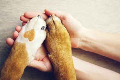 How to Care for Your Dog’s Paws in Winter Weather