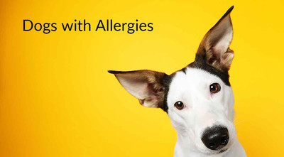 What products are OK for dogs with allergies?
